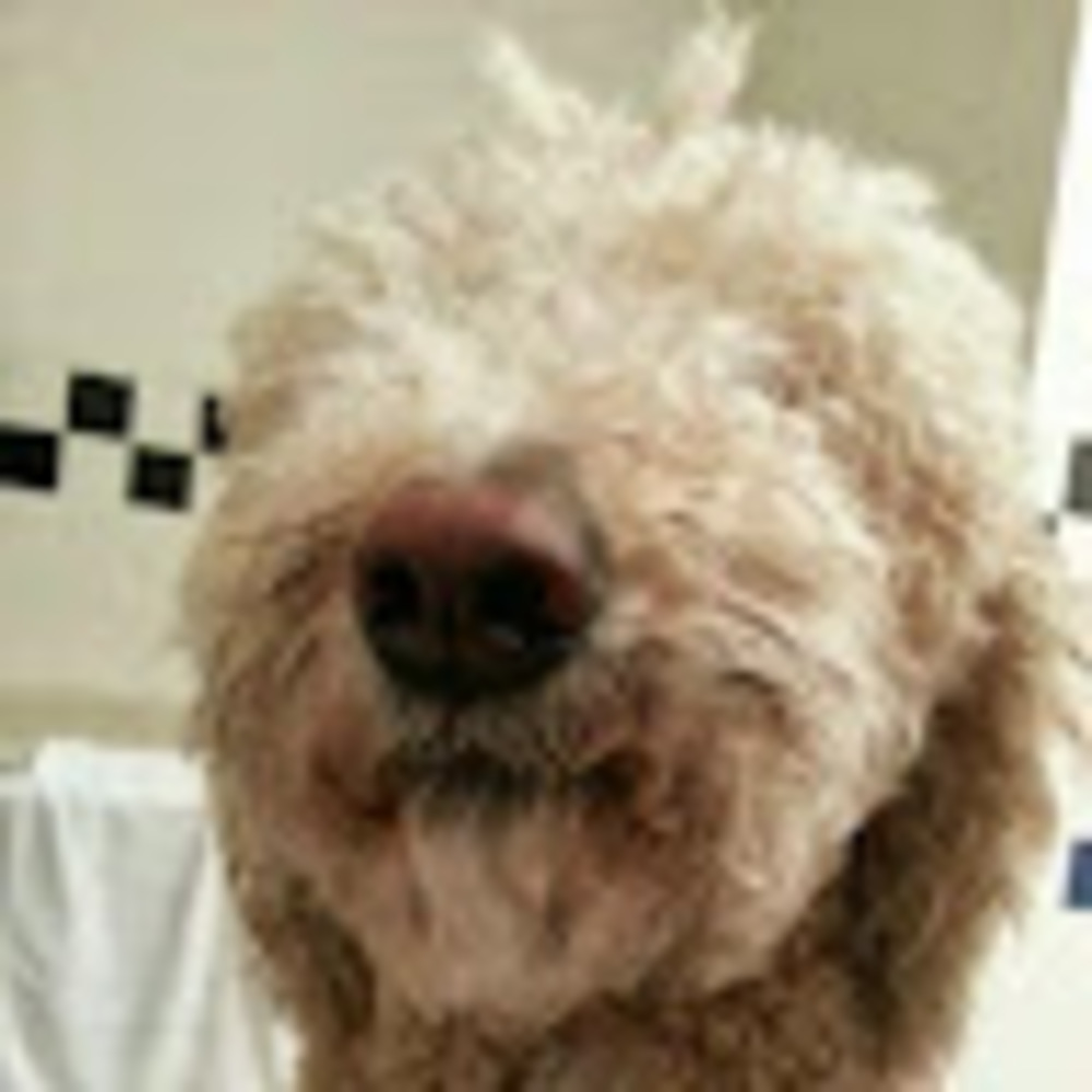 Meet your Posher, Dusty